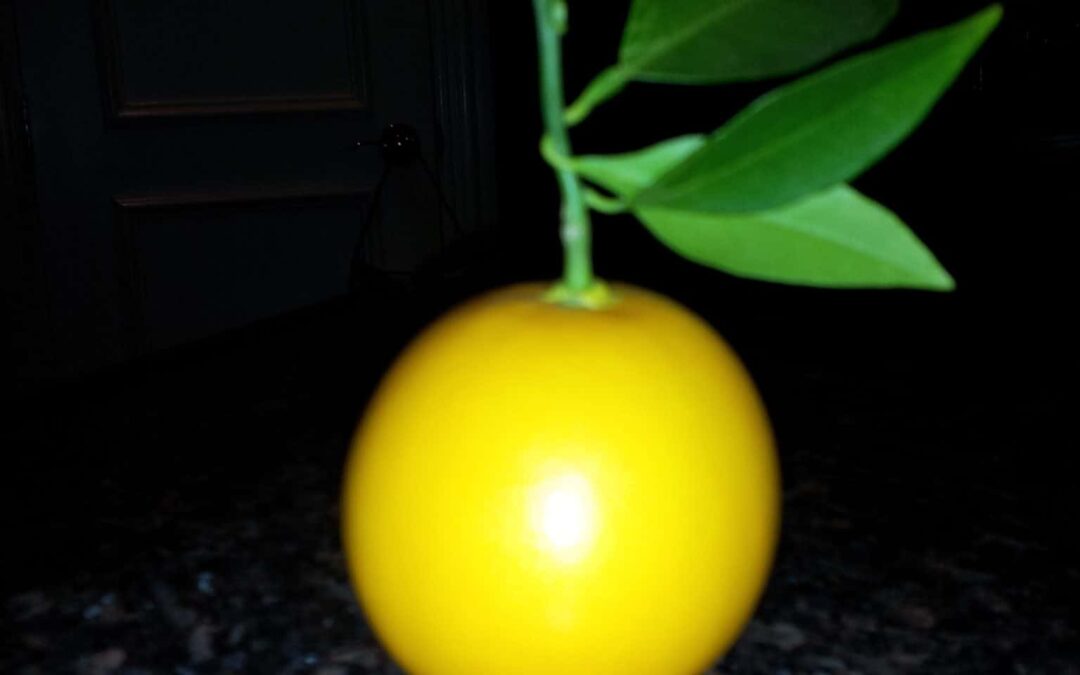 Playing with the Citrus Oils