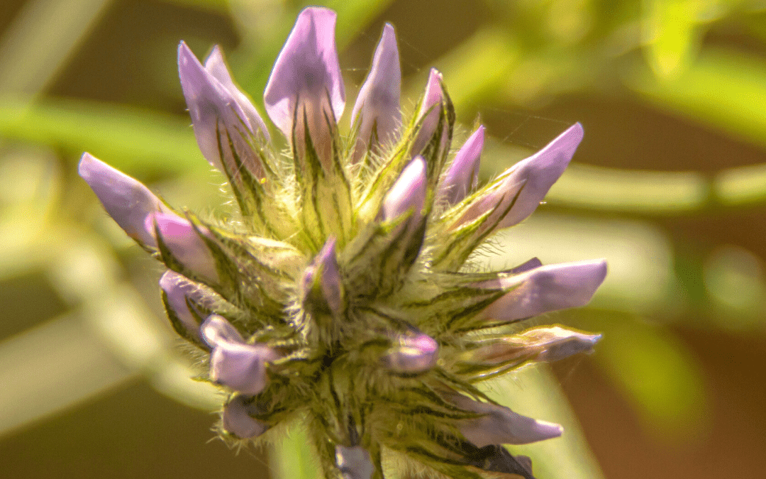Balm of Gilead-A First-Aid Oil