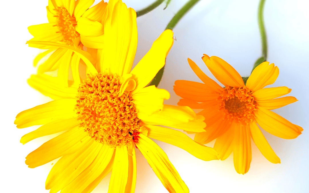 Arnica-Anti-inflammatory Oil